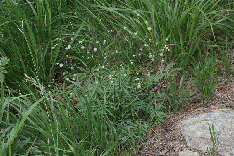 Astrantia minor / Astranzia minore